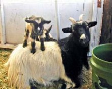 Lazy Coyote Chiquita